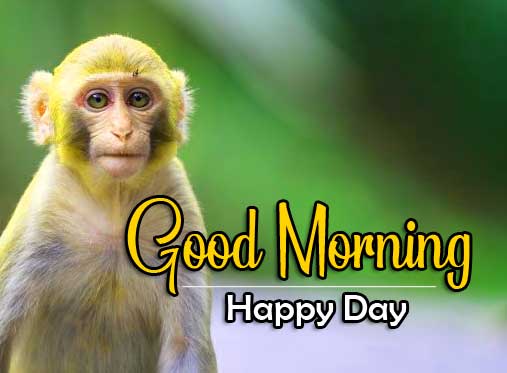 456+ Funny Good Morning Wishes Images Pictures Download HD