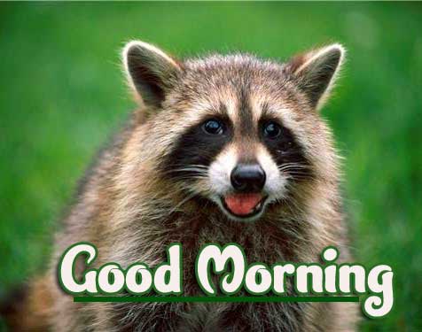 Animal Bird Lion Good Morning Wishes Wallpaper Pics Download 