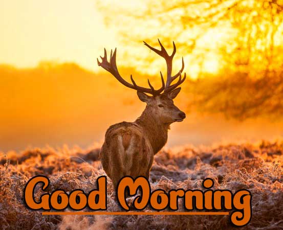 Animal Bird Lion Good Morning Wishes Wallpaper Free Download 