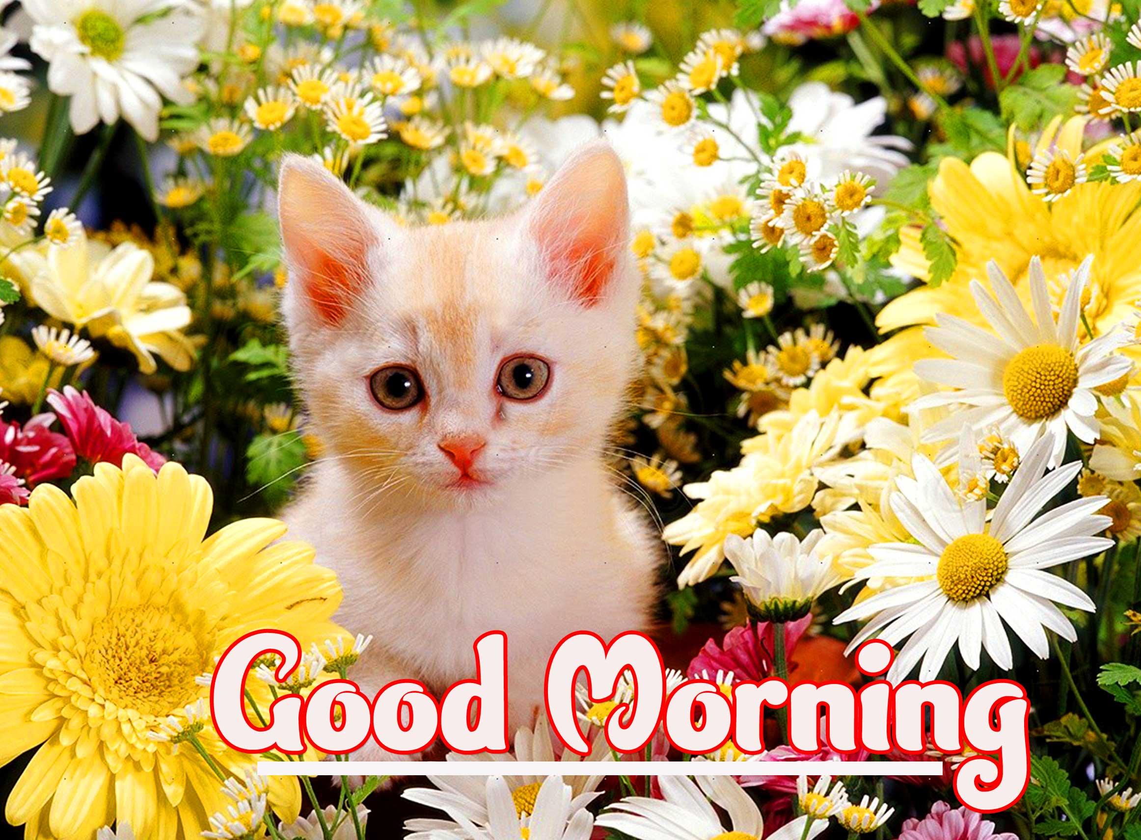 Animal Bird Lion Good Morning Wishes Wallpaper Pics Download 