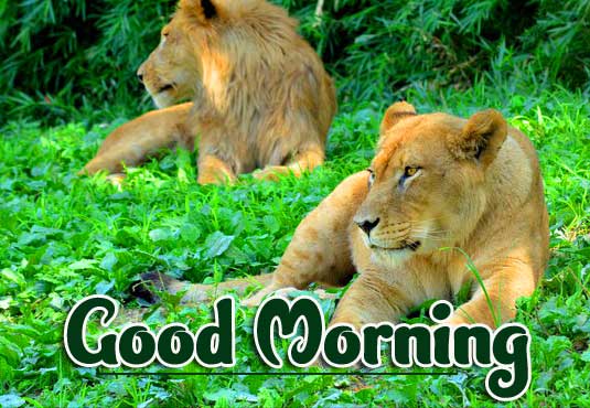 Animal Bird Lion Good Morning Wishes Pics Wallpaper free Download 