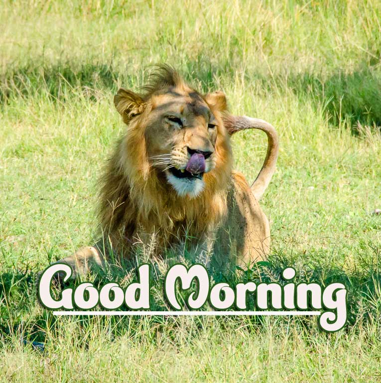 Animal Bird Lion Good Morning Wishes Pics Wallpaper Free Download 