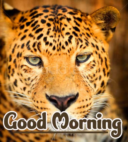 Animal Bird Lion Good Morning Wishes Pics Free Download 