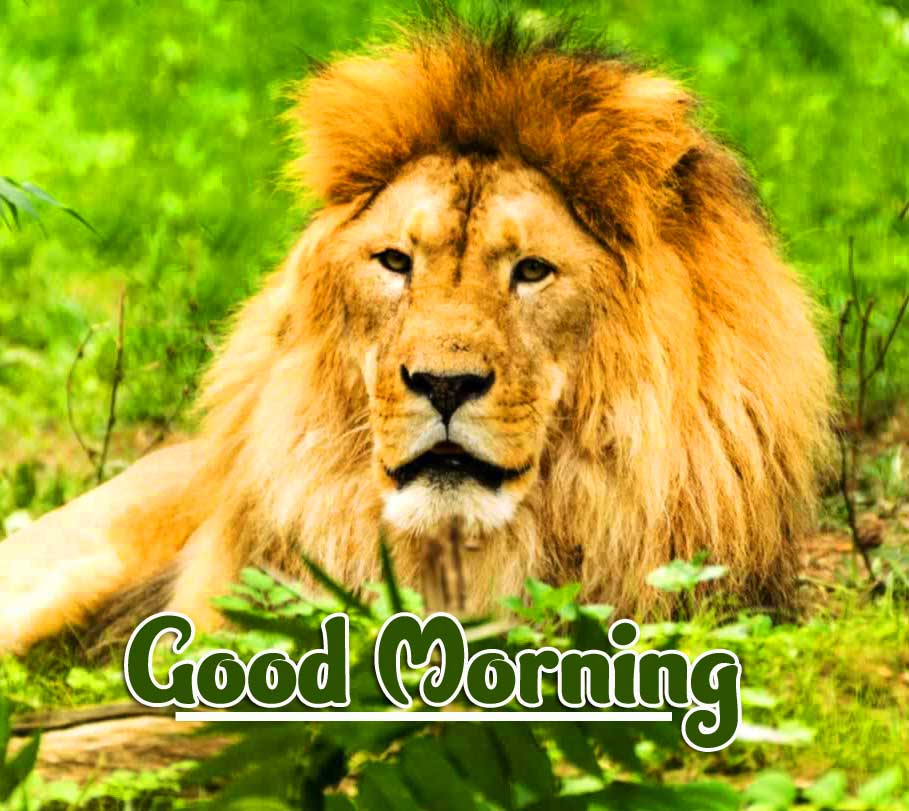 Animal Bird Lion Good Morning Wishes Pics Free Download 