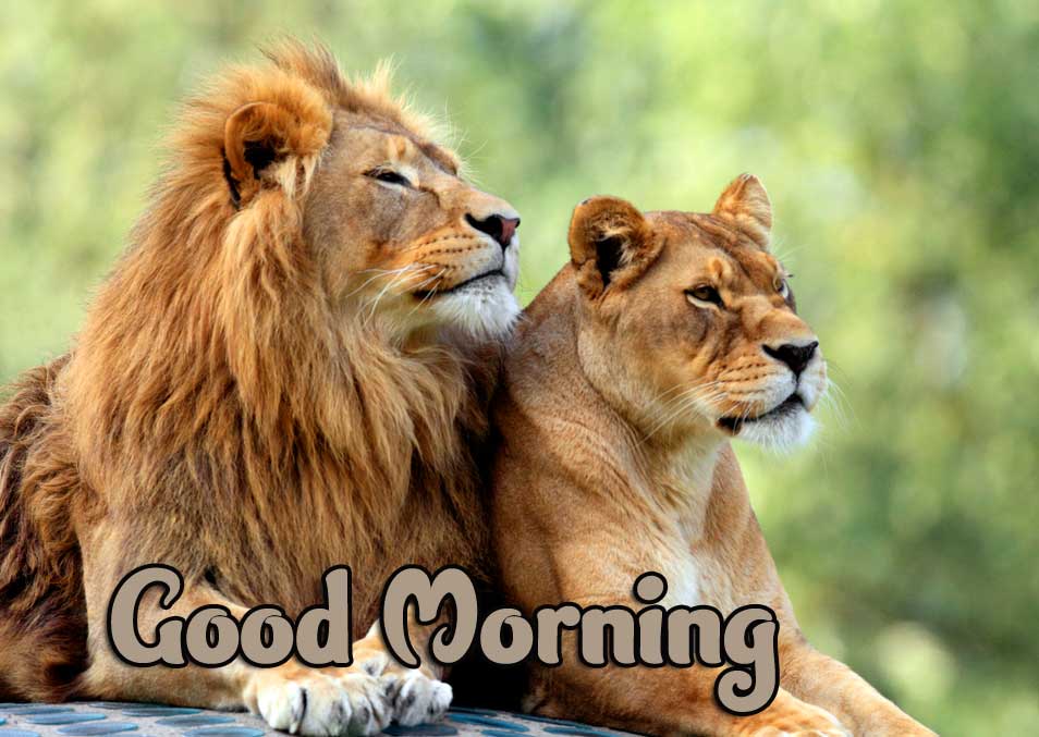 Animal Bird Lion Good Morning Wishes Pics Download 