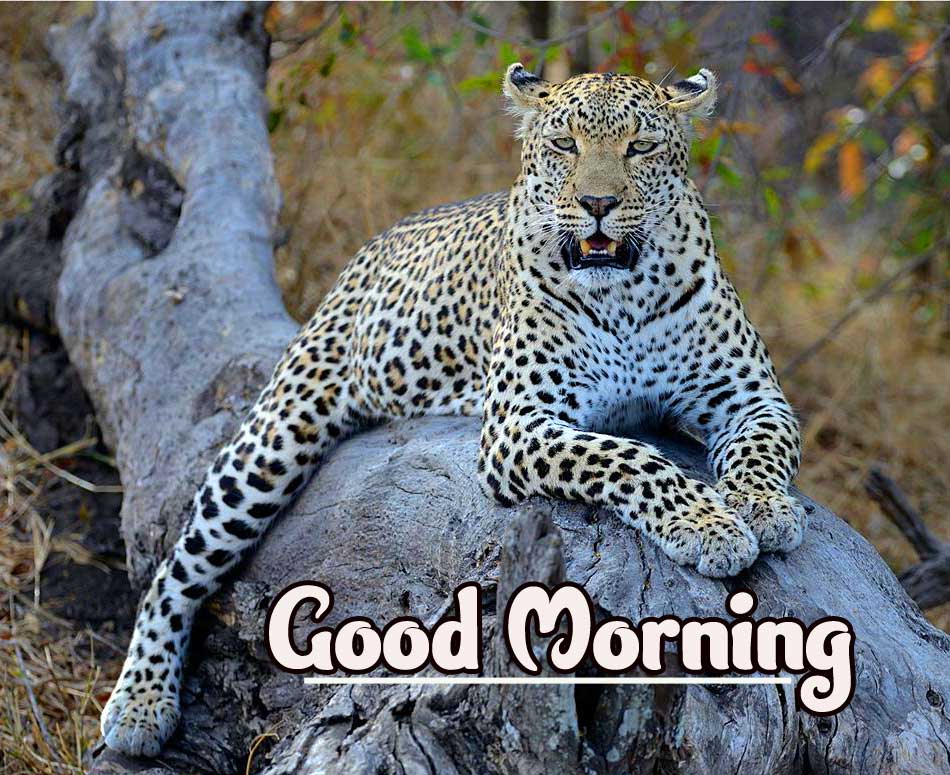 Animal Bird Lion Good Morning Wishes Photo Free Download 