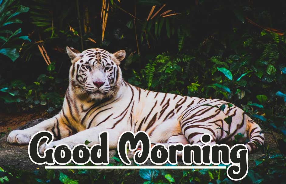 Animal Bird Lion Good Morning Wishes Pics Download 
