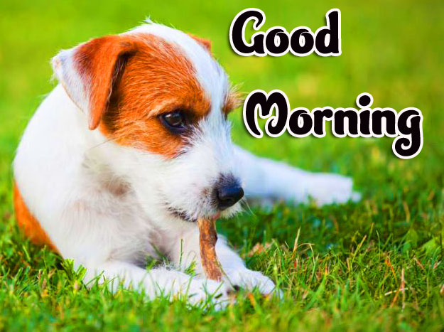 Latest Free Animal Good morning Wishes Pics Wallpaper Download 