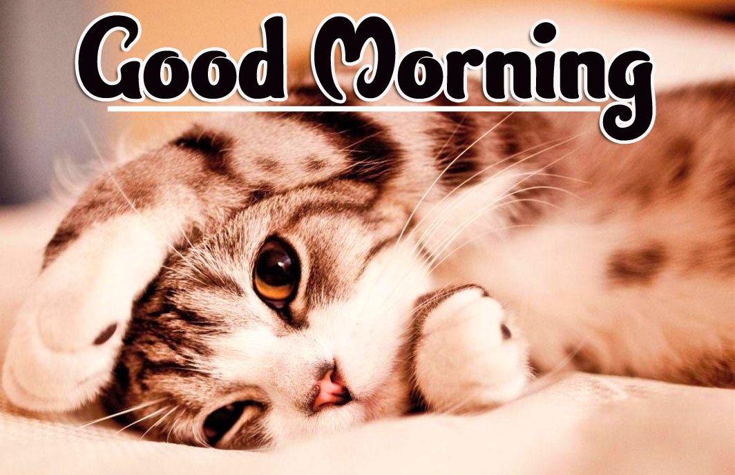 Animal Good morning Wishes Pics Wallpaper Free Download 