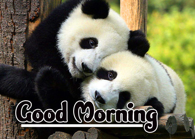 Animal Good morning Wishes Pics Wallpaper Free Download 