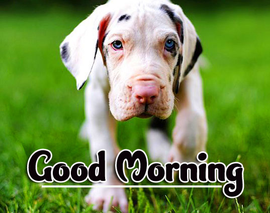 Animal Good morning Wishes Images Pics for Whatsapp