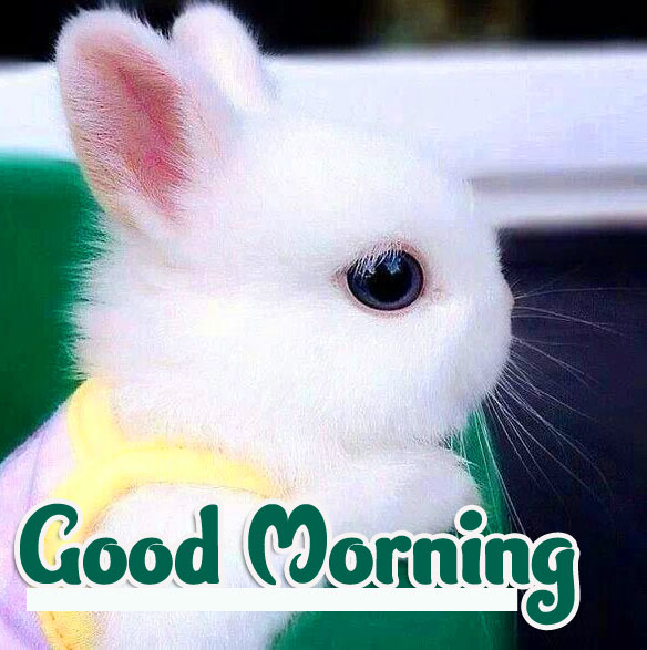 Animal Good morning Wishes Images Wallpaper for Whatsapp