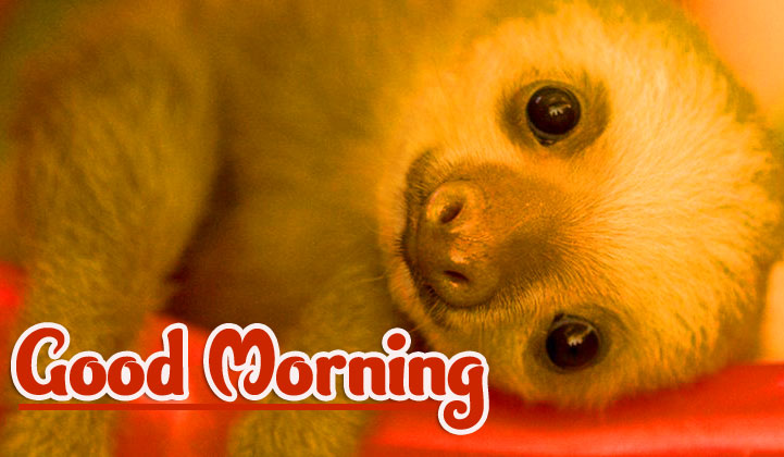 Animal Good morning Wishes Pics photo Download 