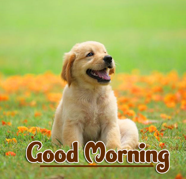 Animal Good morning Wishes Wallpaper Pics Download 