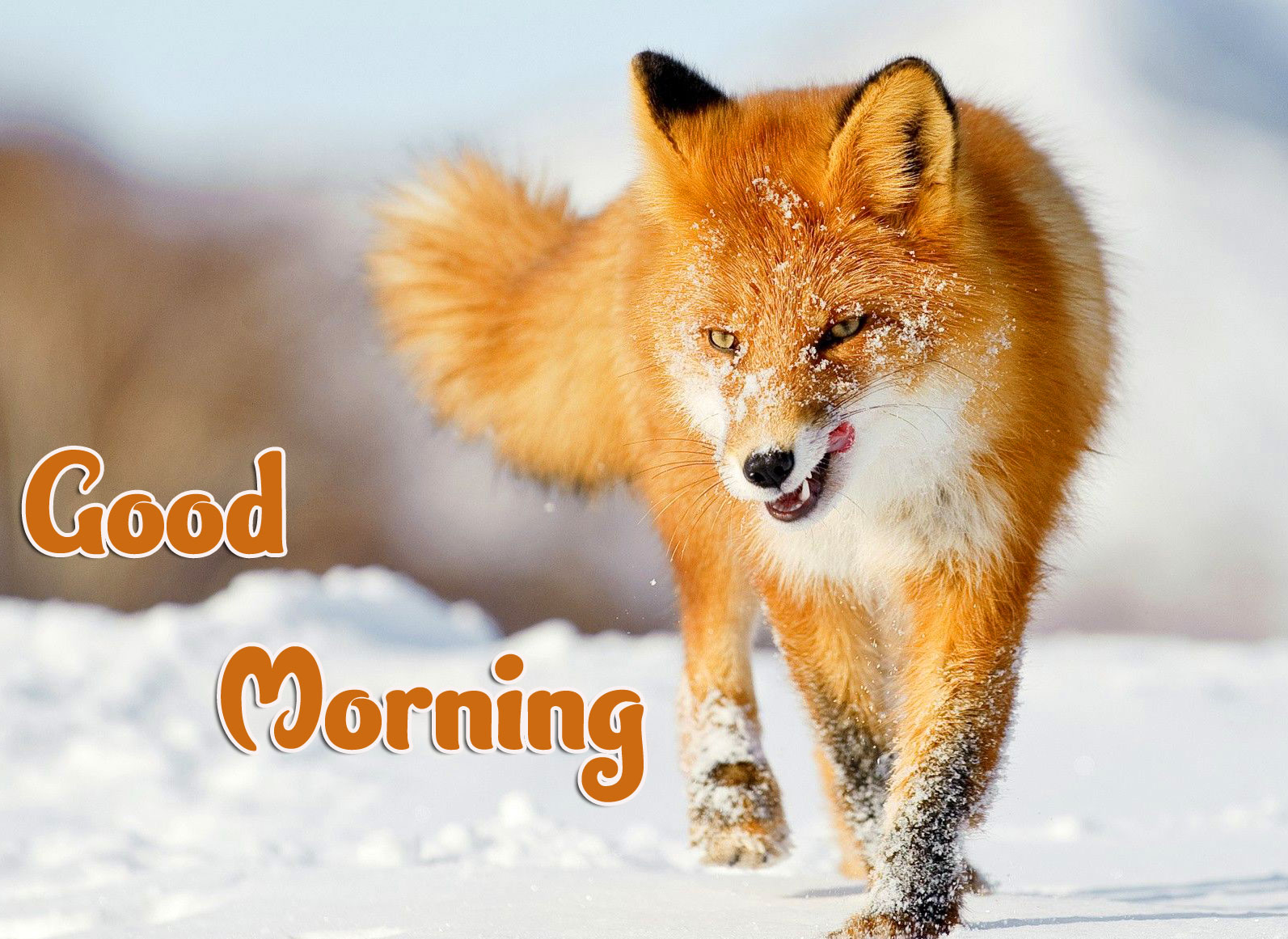 Animal Good morning Wishes Pics Wallpaper Download 