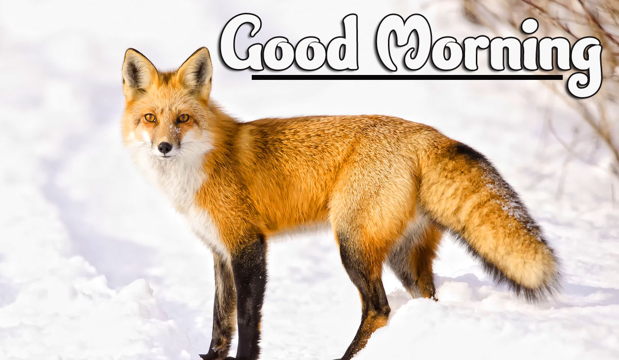Animal Good morning Wishes Wallpaper pics Download 