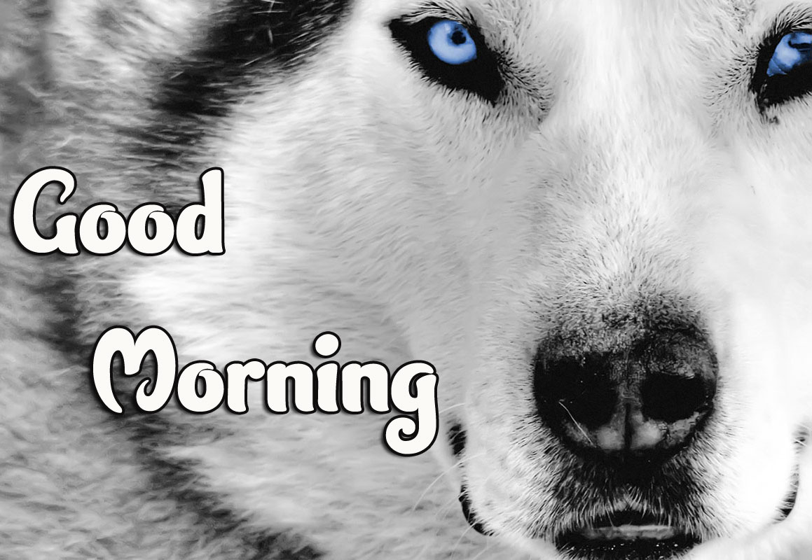 Animal Good morning Wishes Images Pics Download With Puppy 