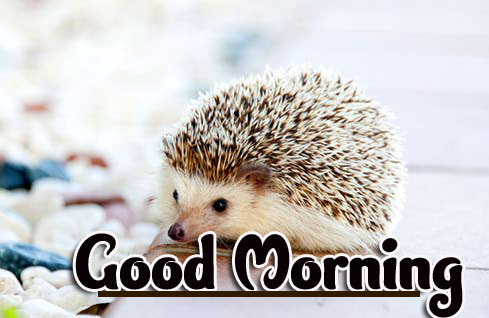 Animal Good morning Wishes Pics Wallpaper Download 