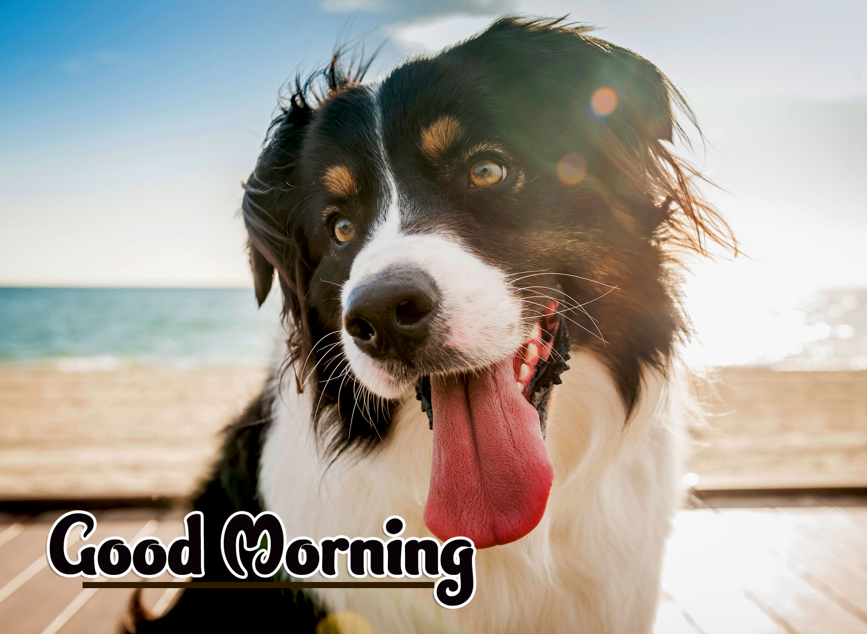 Animal Good morning Wishes Images HD Download 