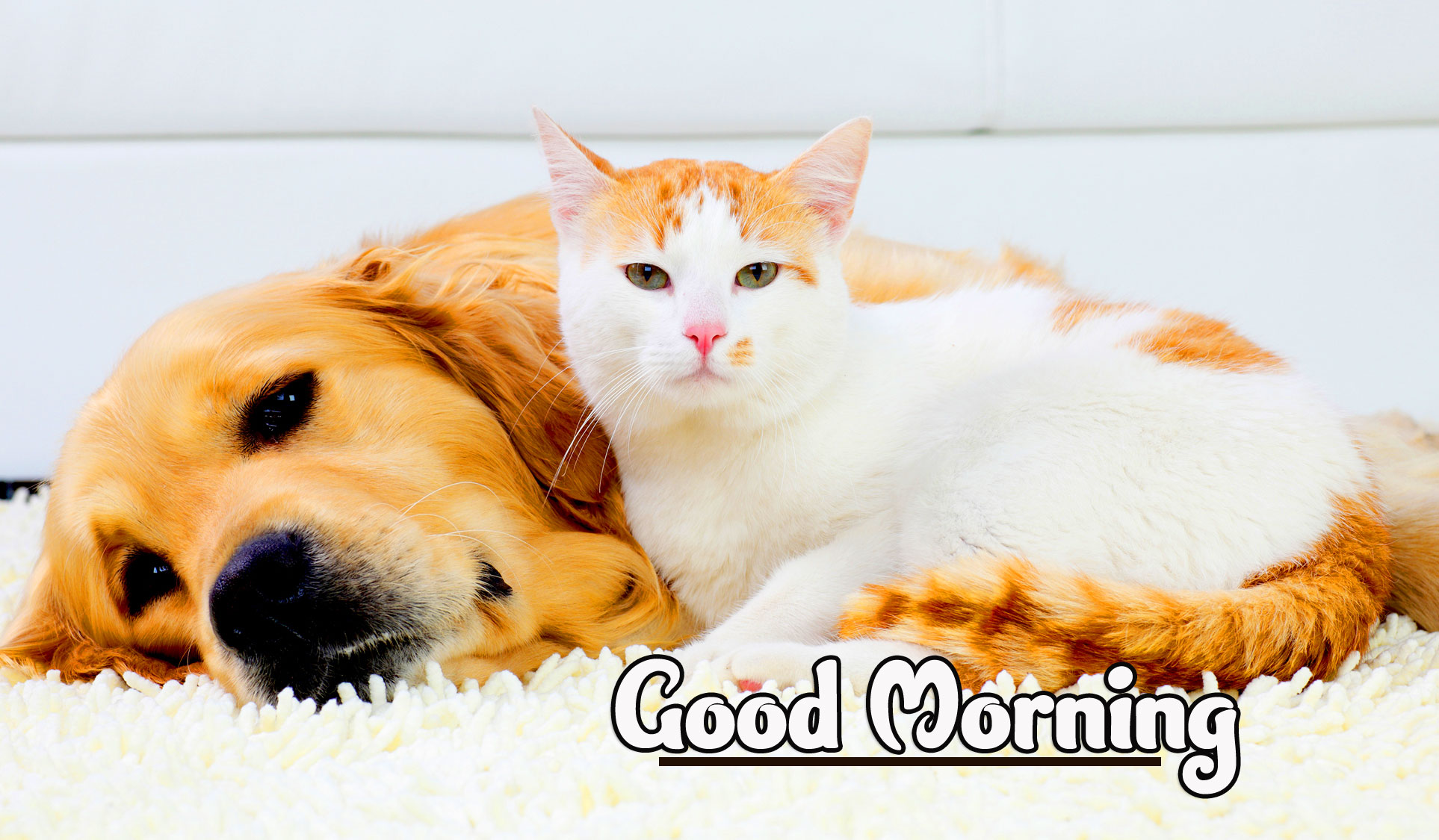 Animal Good morning Wishes Images Pics photo Download 