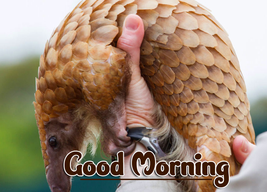 Animal Good morning Wishes Images pics Wallpaper Download 