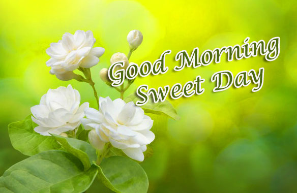 Animal Good morning Wishes Images Wallpaper Pic Download 