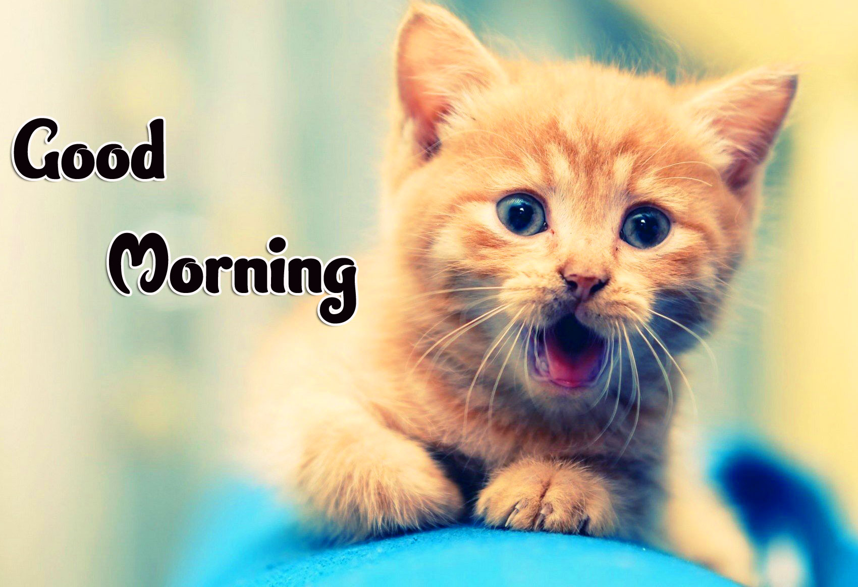 Animal Good morning Wishes Images Pics Free Download 