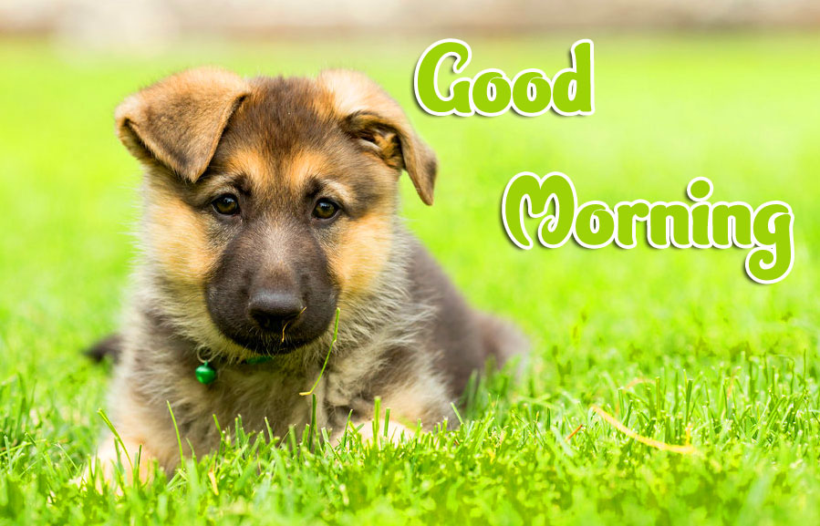 Animal Good morning Wishes Images photo Free Download 