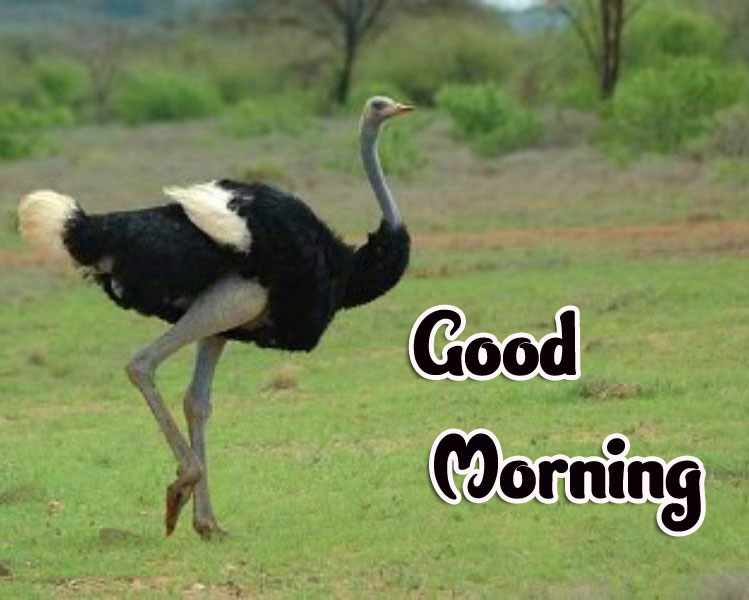 Animal Good morning Wishes Images pics Pictures Download 