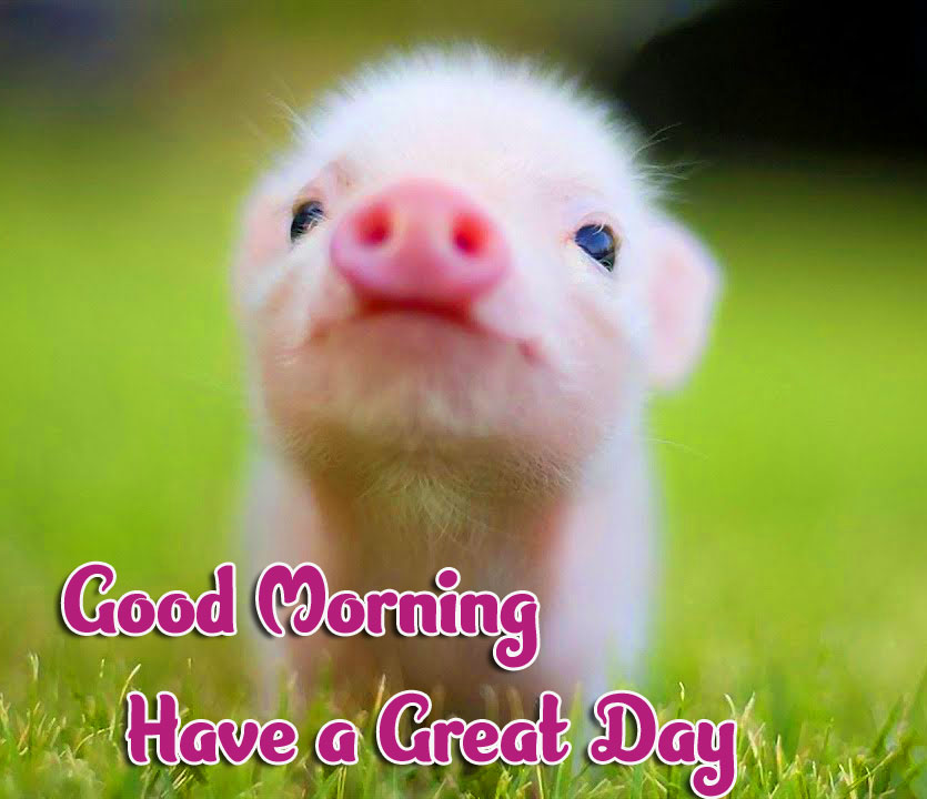 Animal Good morning Wishes Images Wallpaper Free Download 