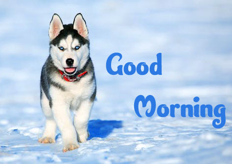 Animal Good morning Wishes Images Pics pictures Download 