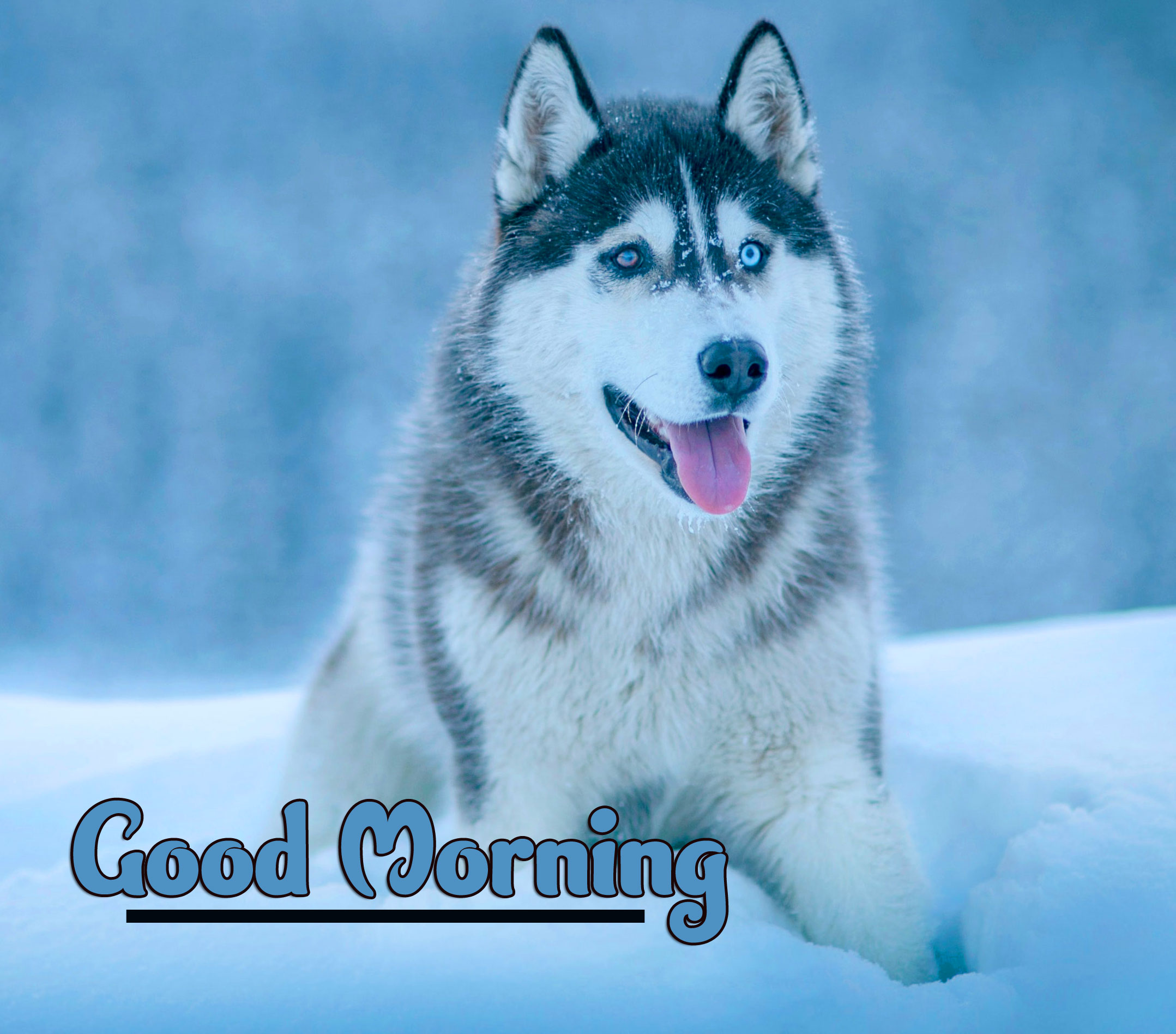 Animal Good morning Wishes Images Pics Wallpaper Download 