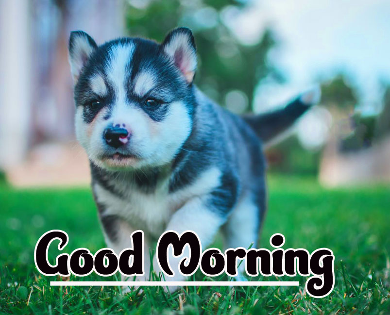 Animal Good morning Wishes Images Wallpaper Free Download 
