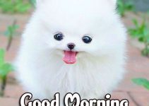 896+ Animal Good morning Wishes Images Download
