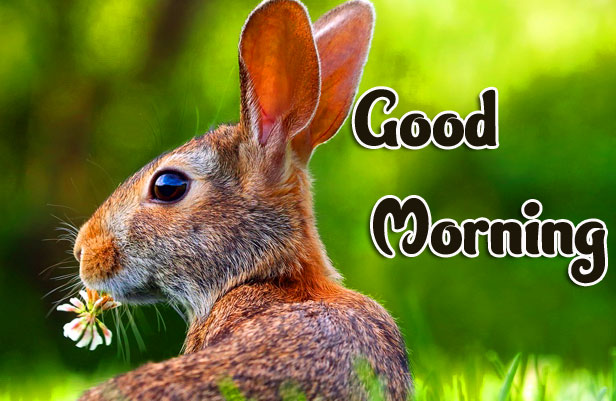 Animal Good morning Wishes Images Pics Wallpaper Free Download 