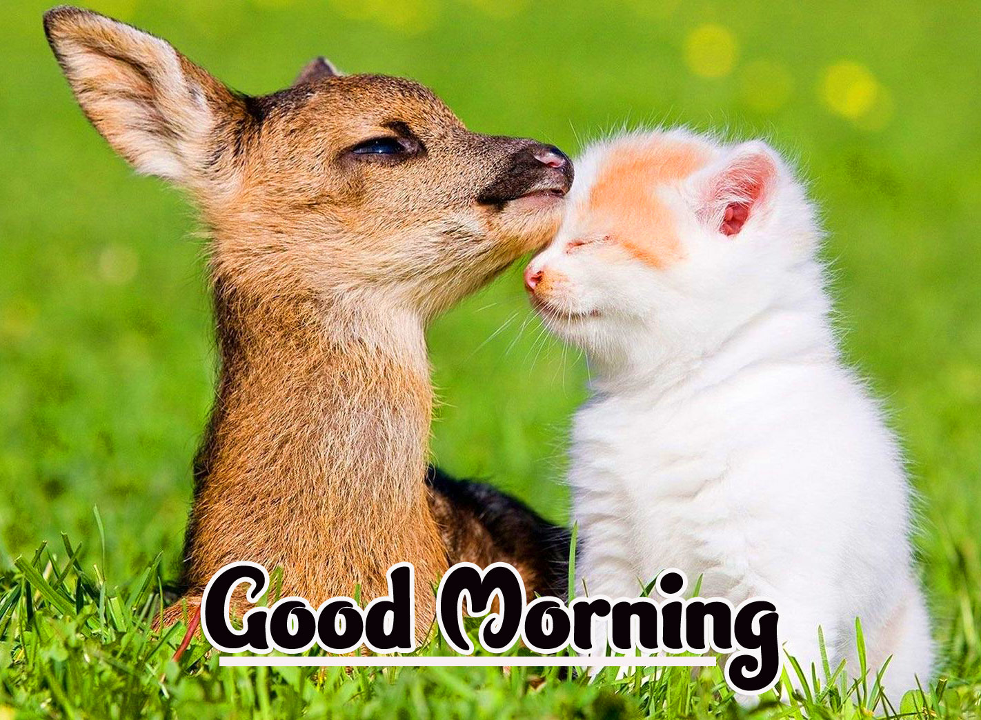 Animal Good morning Wishes Wallpaper Pics Download 