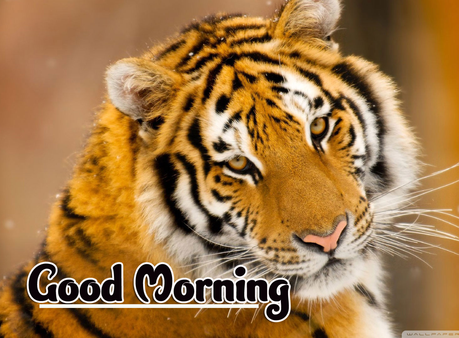 Animal Good morning Wishes Images Pics Download 