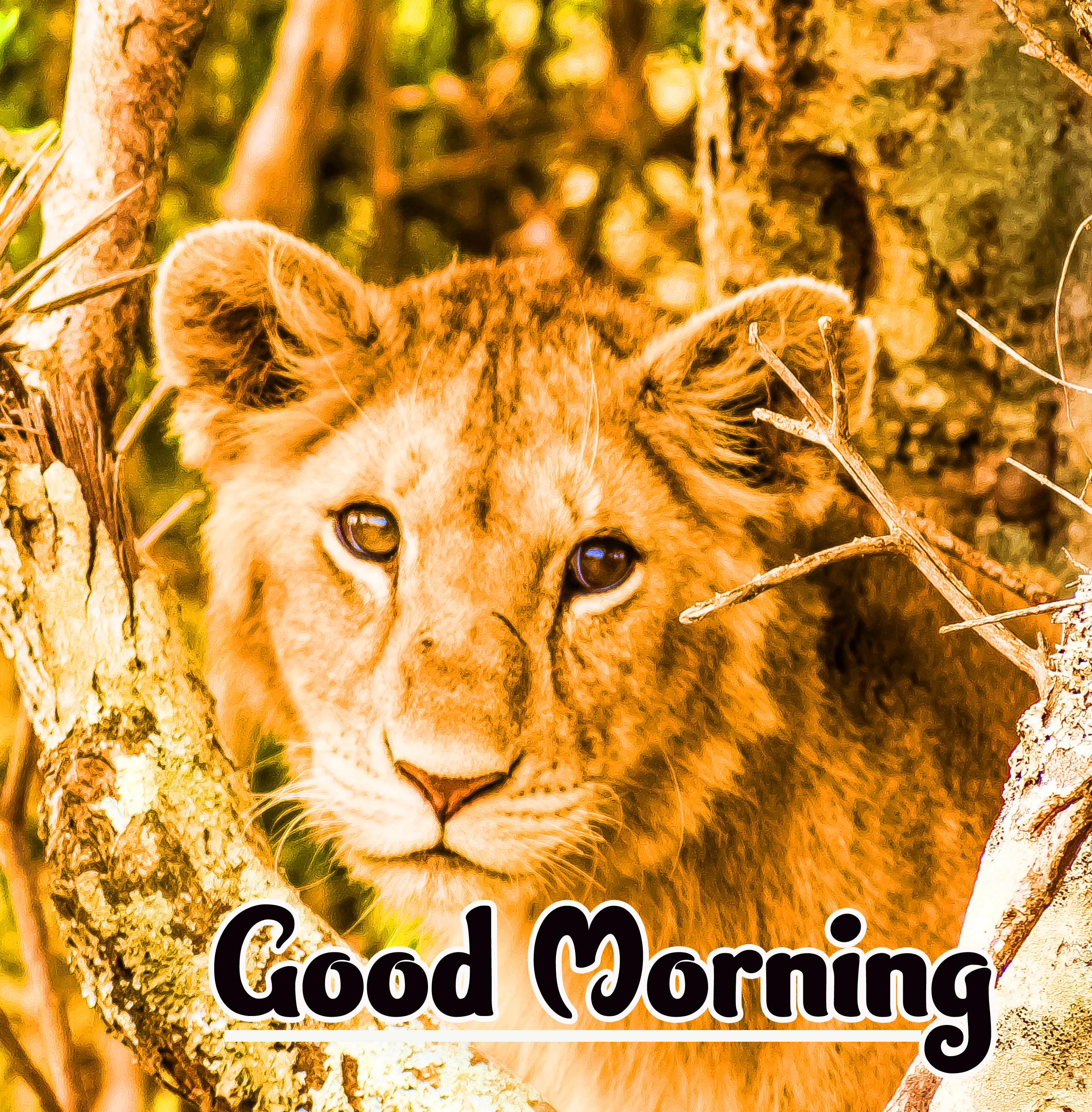 Animal Good morning Wishes Images Pics Wallpaper HD Download 