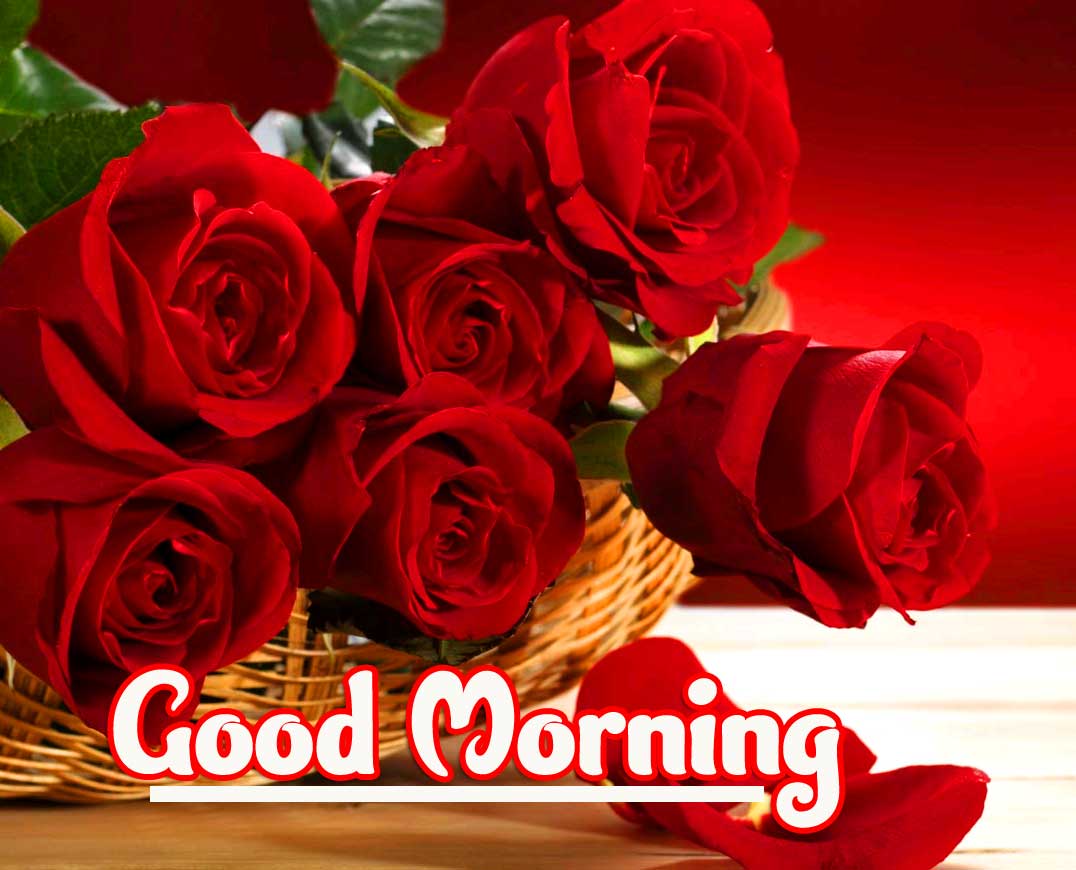 Rose Best Good Morning Images Pics Download 