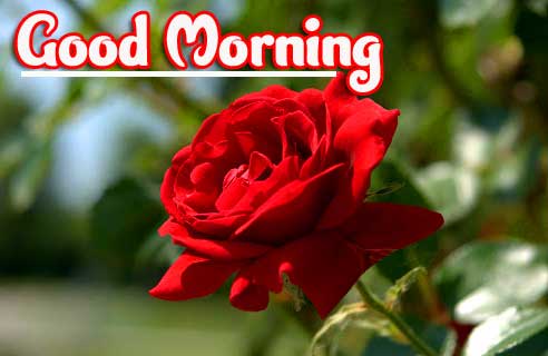 Best Good Morning Images Wallpaper pics With red Rose 