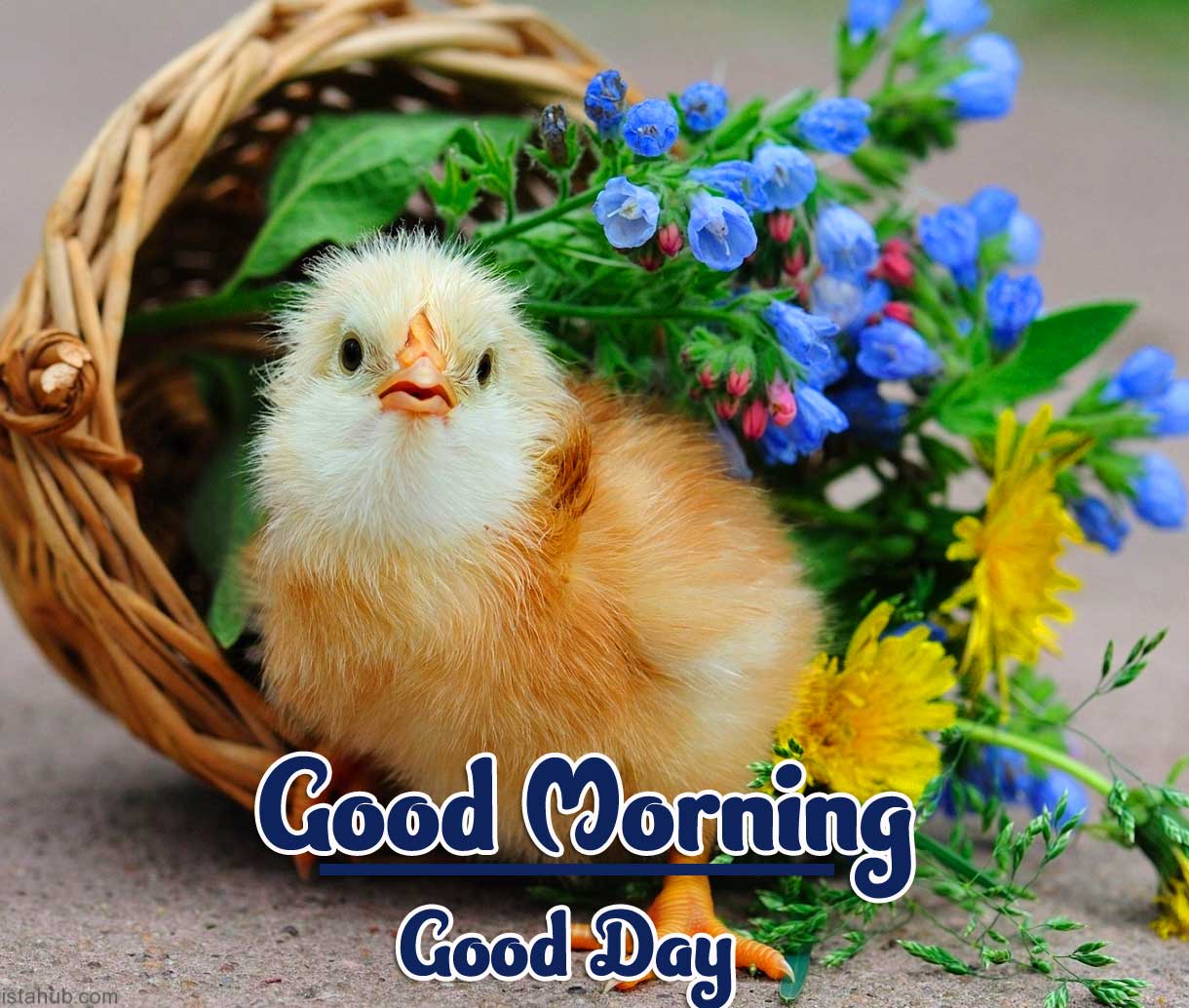 99+ Best Good Morning Images, Wallpaper Pics Download, Morning