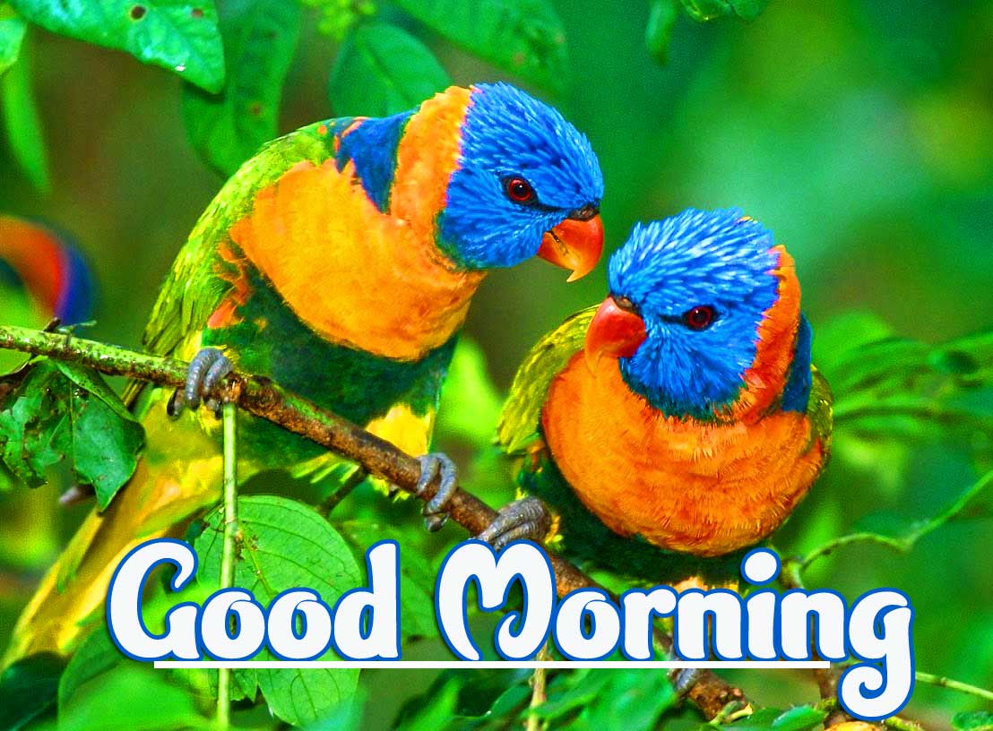 Best Good Morning Images Wallpaper free Download 