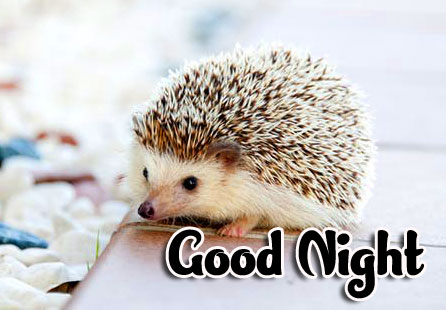 Cute Good Night Images Pics Free Download 