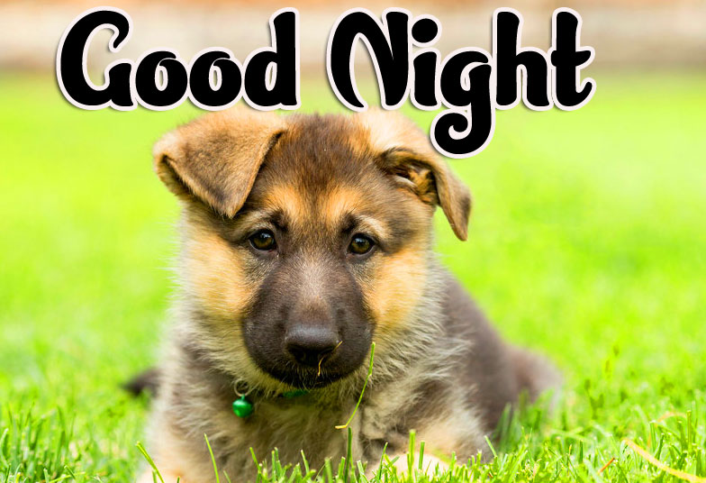 Cute Good Night Images Pics Wallpaper Free Download 