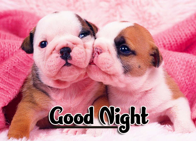 Cute Good Night Images Wallpaper free Download 