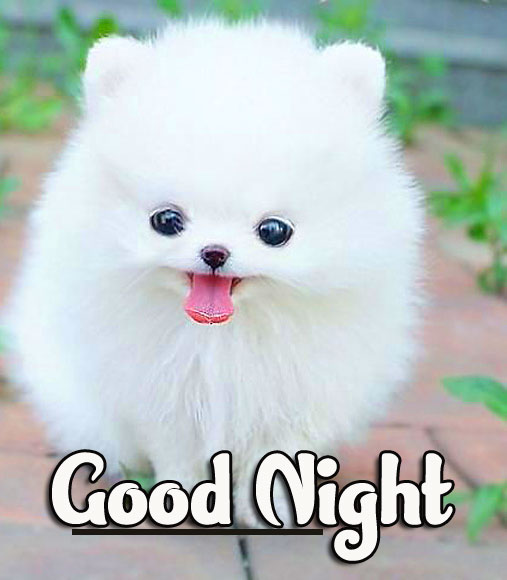 Cute Good Night Images Wallpaper Free for Facebook 
