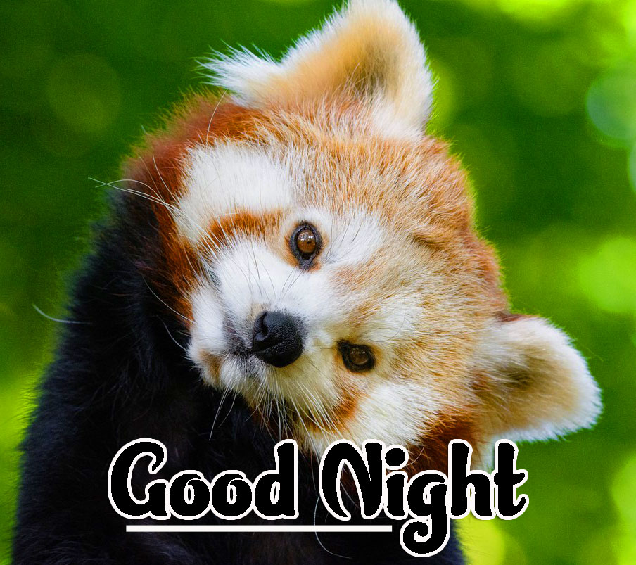 Cute Good Night Images Wallpaper pics Free Download 