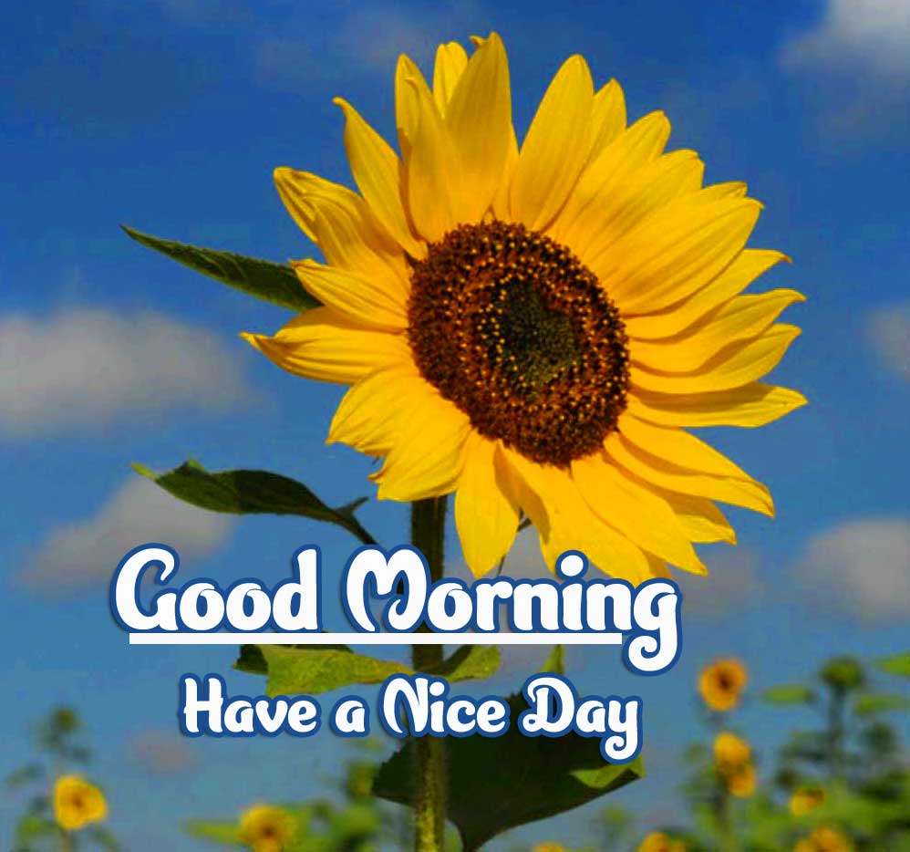 Beautiful Good Morning Wishes Images