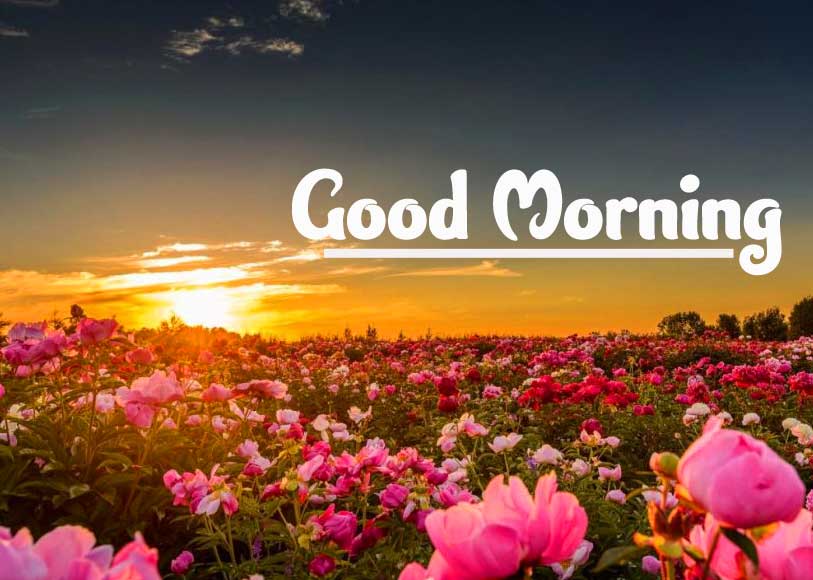 Beautiful Good Morning Wishes Images Wallpaper pics Download 