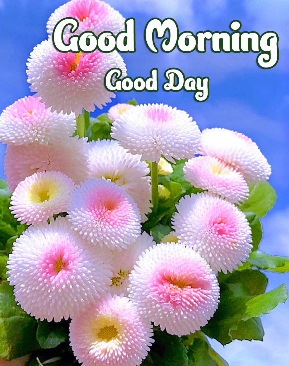 Beautiful Good Morning Wishes Images Wallpaper Free Download 